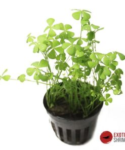MARSILEA HIRSUTA