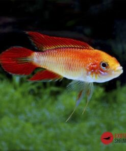 APISTOGRAMMA AGASSIZII ROJO FUEGO