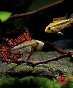 APISTOGRAMMA CACATUOIDES DOBLE ROJO