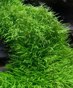 UTRICULARIA GRAMINIFOLIA IN-VITRO