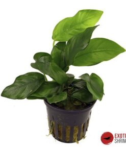 ANUBIAS BARTERI NANA