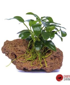 ANUBIAS BONSAI EN ROCA
