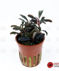 BUCEPHALANDRA KEDAGANG MACETA