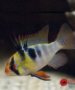RAMIREZI