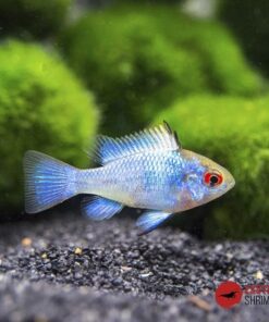 RAMIREZI AZUL ELÉCTRICO