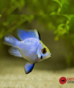 RAMIREZI BALON AZUL ELÉCTRICO