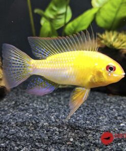RAMIREZI ORO