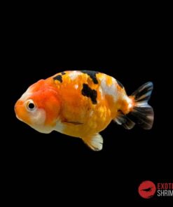 RANCHU CALICO 4-5CM