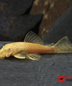 ANCISTRUS ORO