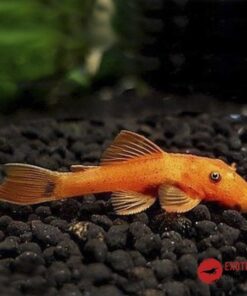 ANCISTRUS SUPER RED