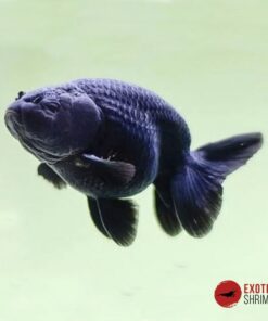 RANCHU NEGRO 7-8CM