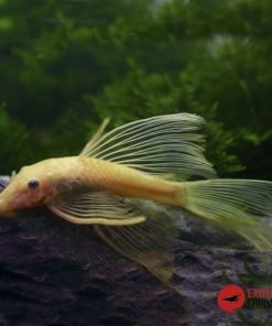 ANCISTRUS ORO VELO