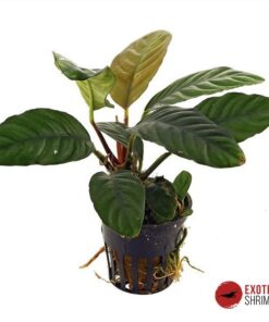 ANUBIAS BARTERI VAR. COFFEEFOLIA