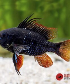 RAMIREZI DARK