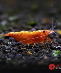 ORANGE SAKURA