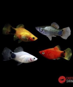 PLATY SURTIDO