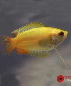 COLISA CHUNA DORADA