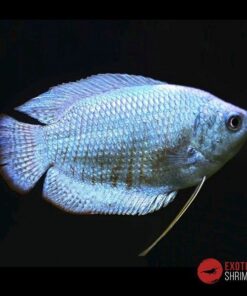 COLISA LALIA COBALTO