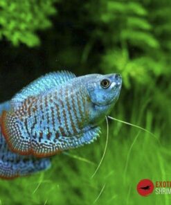 COLISA LALIA ROYAL AZUL MACHO