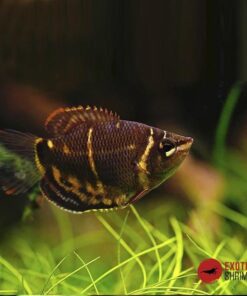GOURAMI CHOCOLATE
