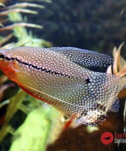 GOURAMI PERLA