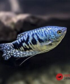 GOURAMI AZUL
