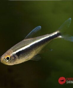 TETRA NEON NEGRO (Hyphessobrycon Herbertaxelrodi)