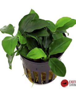 ANUBIAS BARTERI NANA PETITE