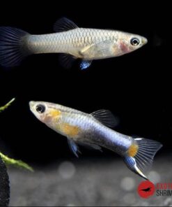 GUPPY ENDLER SURTIDO (POECILIA WINGEI)