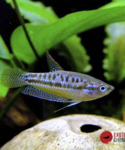 GOURAMI PIGMEO (TRICHOPSIS PUMILA)