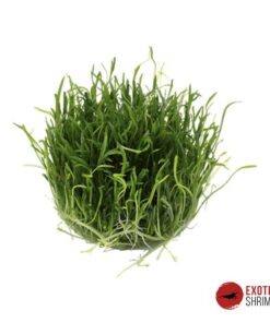 LILAEOPSIS BRASILIENSIS IN-VITRO