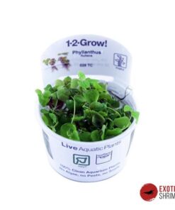 PHYLLANTHUS FLUITANS IN-VITRO