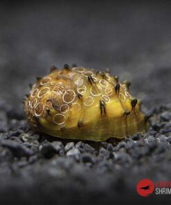 CARACOL ESPINETE (NERITINA JUTTINGAE)