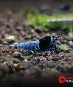 BLUE SHADOW MOSURA