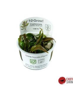 CRYPTOCORYNE UNDULATA "BROAD LEAF" IN-VITRO