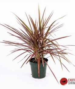 Dracaena Colorama