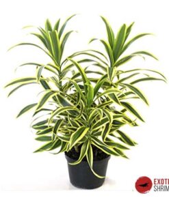 Dracaena Sanderiana