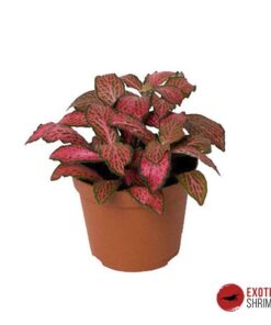 Fittonia "Forest Flame"