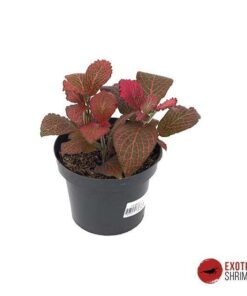 Fittonia argyroneura mini red