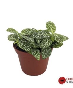 Fittonia argyroneura mini white