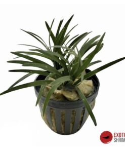 Ophiopogon japonicus "Kyoto Dwarf"