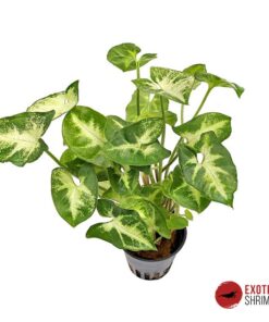 Syngonium Pixie
