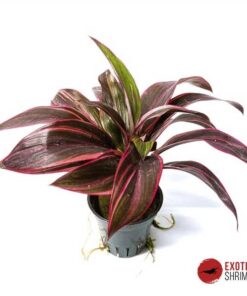 CORDYLINE "RED EDGE"