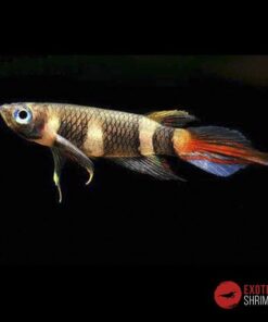 KILLI PAYASO - Epiplatys Annulatus