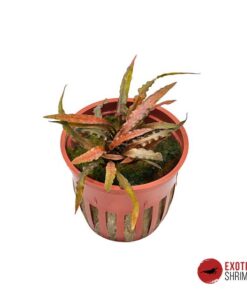 CRYPTOCORYNE ALBIDA BROWN