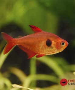 TETRA FANTASMA ROJO - Hyphessobrycon sweglesi