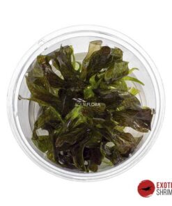 ECHINODORUS "LITTLE MYSTERY" IN-VITRO