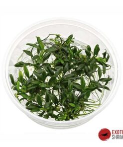 ANUBIAS PANGOLINO IN-VITRO
