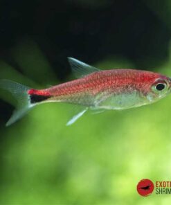 TETRA RUBÍ - AXELRODIA RIESEI