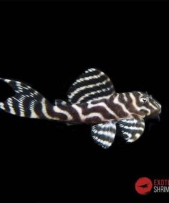 L333 Hypancistrus Tigre